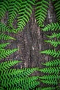 fern leaves on an old wood background with furrows