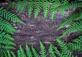 fern leaves on an old wood background with furrows