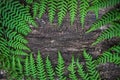 fern leaves on an old wood background with furrows