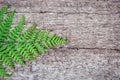 fern leaves on an old wood background with furrows