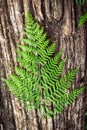 fern leaves on an old wood background with furrows