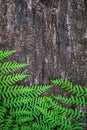 fern leaves on an old wood background with furrows