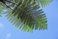 Fern leaves at the park Royalty Free Stock Photo
