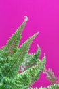 Fern leaves on a pinkbackground. Macro. Minimalism pop art