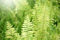 Fern Leaves plant pattern for background.