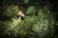 Fern leaves Polypodiopsida - Poypodiophta Royalty Free Stock Photo