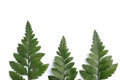 Fern leaves - Rumohra adiantiformis (Aspedium capense), Leatherleaf fern leaf. Royalty Free Stock Photo