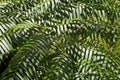 Fern leaves and shadows, Minas Gerais, Brazil