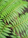 fern leaves in the shady forest Royalty Free Stock Photo