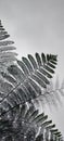 Fern leaves shoot from below