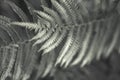 A bush of a young beautiful green fern Royalty Free Stock Photo