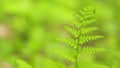 Fern leaves in sunlight. Abstract texture of green plants. Nature abstract background. Close up. Royalty Free Stock Photo