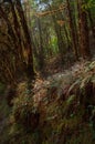 Fern leaves on the trekking route through dense forest towards Varsey Rhododendron Sanctuary or Barsey Rhododendron Sanctuary. A