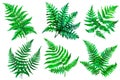 Fern leaves. Tropical green isolated fern leaves set on white background. Tropic leafy collection. Drawing exotic plants. Fern Royalty Free Stock Photo