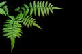 Fern leaves of the tropical rainforest isolated on black background with clipping path Royalty Free Stock Photo