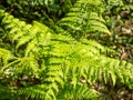 Fern leaves under the rays of the sun. Early spring greenery. Leaves and sun. Natural background Royalty Free Stock Photo