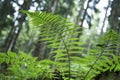 Fern leaves vegetation closeup, outdoor rain forest vegetation , green fern leaves