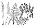 Fern Leaves vintage illustration