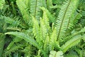 Fern leaves with water drops Royalty Free Stock Photo