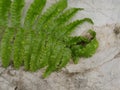 Fern leaves with water drops on the rock Royalty Free Stock Photo