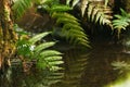 Fern leaves in water. Forest. Royalty Free Stock Photo