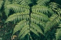 Fern leavesÃ¯Â¼Ålush leaf in forest