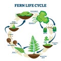 Fern life cycle vector illustration. Labeled educational development process