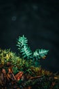 Fern in light in forest Royalty Free Stock Photo