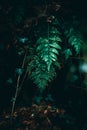 Fern in light in forest Royalty Free Stock Photo