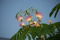 Fern like tree blooming with white and pink flowers, closeup Royalty Free Stock Photo