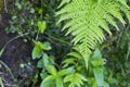 Fern limb (Pteridium aquiline) Royalty Free Stock Photo