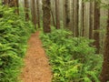 Fern Lined Path Royalty Free Stock Photo