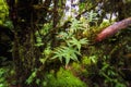 Fern that lives on the big trees in the rainforest Rain forest of Doi Inthanon. In Chiang Mai, Thailand Royalty Free Stock Photo