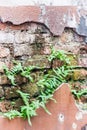 Fern living on bricks wall Royalty Free Stock Photo