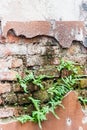 Fern living on bricks wall Royalty Free Stock Photo