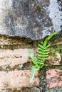 Fern living on bricks wall Royalty Free Stock Photo