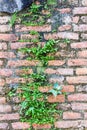 Fern living on bricks wall Royalty Free Stock Photo