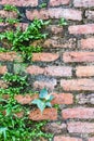 Fern living on bricks wall Royalty Free Stock Photo