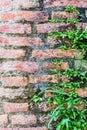 Fern living on bricks wall Royalty Free Stock Photo