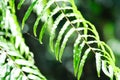 Fern or lomariopsidaceae, Nephrolepidaceae or Nephrolepis or Nephrolepis sp or  Nephrolepis sp cultivar Royalty Free Stock Photo