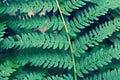 Fern macro photography, leaf green fern. Beautiful fern leaves macro photo, great design for any purposes. Beautiful nature