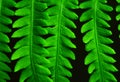 Fern. Macro. Polypodiophyta