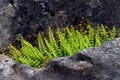 The fern maidenhair spleenwort (Asplenium trichomanes) Royalty Free Stock Photo