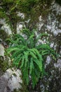 Fern maidenhair spleenwort - Asplenium trichomanes on the rock Royalty Free Stock Photo