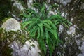 Fern maidenhair spleenwort - Asplenium trichomanes on the rock Royalty Free Stock Photo