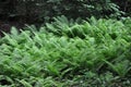 Fern (marattiaceae) in the shadow of large tree