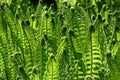 Fern Matteuccia struthiopteris Royalty Free Stock Photo