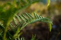 Fern growth at indonesian rainforest