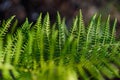 Fern growth at indonesian rainforest