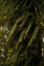 Fern in Monteverde Cloud Forest, Costa Rica